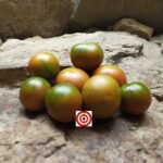 Evil Olive Tomatoes