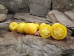 Garden Peach Tomato Yellow Tomatoes