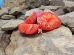 Grandma Baker's Tomato