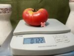 Grandma Baker's Tomato Red Tomato
