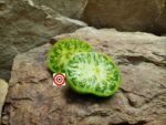 Green Tomato Berkeley Tie Dye Green Tomato Seeds
