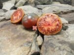 Gunmetal Grey Tomato
