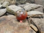 Gunmetal Grey Tomato Dean Slater Tomato.