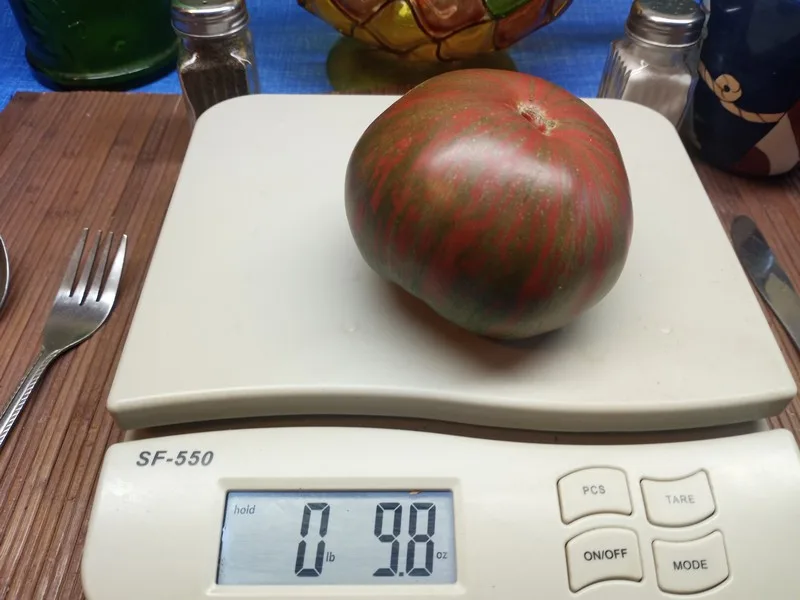 HERSHEY BOAR INDETERMINATE TOMATOES