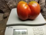 HOMERS GERMAN OXHEART TOMATO