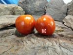 Homer's German Oxheart Tomato Rare Tomatoes.