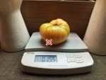 KBX Tomato Seeds