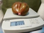 Large Barred Boar Tomato