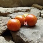 Norwood Meiners Tomato