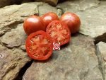 Tomato Maiden's Fire Tomato