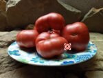 Pinky Tuscadero Tomato