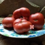 Pinky Tuscadero Tomato