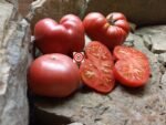 Pinky Tuscadero Tomato by Blane Horton