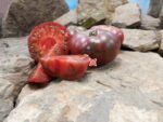 Purple Reign Dwarf Tomato Seeds.