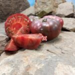 Purple Reign Dwarf Tomato Seeds.