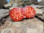 Sara Black aka Schwarze Sarah Tomato Sandwich Tomatoes