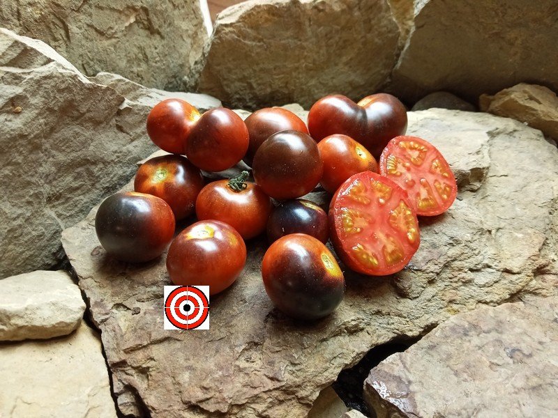 Blue Bayou Tomato-Meraki Seeds