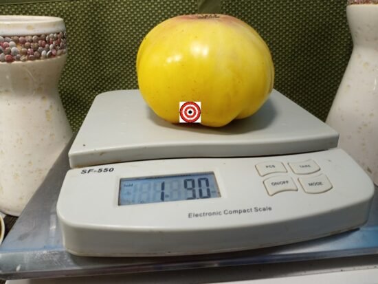 Tree Bottom Yellow Tomato.