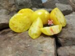 Tree Bottom Yellow Tomato Heirloom Tomatoes.