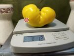 Tree Bottom Yellow Tomato Seeds.