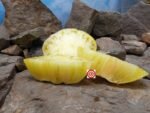 Tree Bottom Yellow Tomato Yellow Tomatoes.