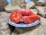 Truckers Favorite Tomato Heirloom Tomatoes.