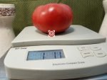 Trucker's Favorite Tomato Slicing Tomatoes.