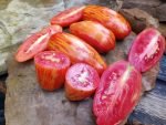 Cassidy's Folly bicolored Tomatoes