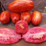 Cassidy's Folly striped tomato