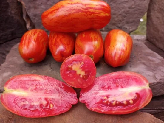 Cassidy's Folly Tomato