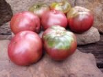 DB Cooper Tomato Productive Tomato