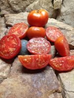 ETHEL WATKINS BEST TOMATO RED BEEFSTEAK HEIRLOOM