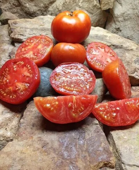 ETHEL WATKINS BEST TOMATO RED BEEFSTEAK HEIRLOOM