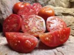 ETHEL WATKINS BEST RED SLICER TOMATO