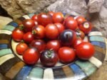 Fahrenheit Blues Tomato