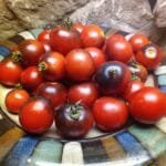 Fahrenheit Blues Tomato