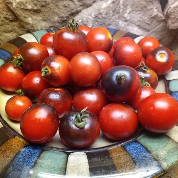 Fahrenheit Blues Tomato