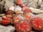 Gerig Heirloom Tomato
