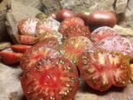 Gerig Sandwich Tomato