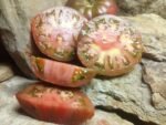 Gerig Tomato