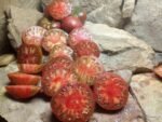 Gerig bicolored Tomato