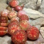 Gerig bicolored Tomato