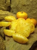 Jackass Yellow Blane Horton Dwarf