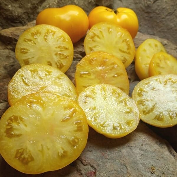 Jackass Yellow Tomato Blane Horton
