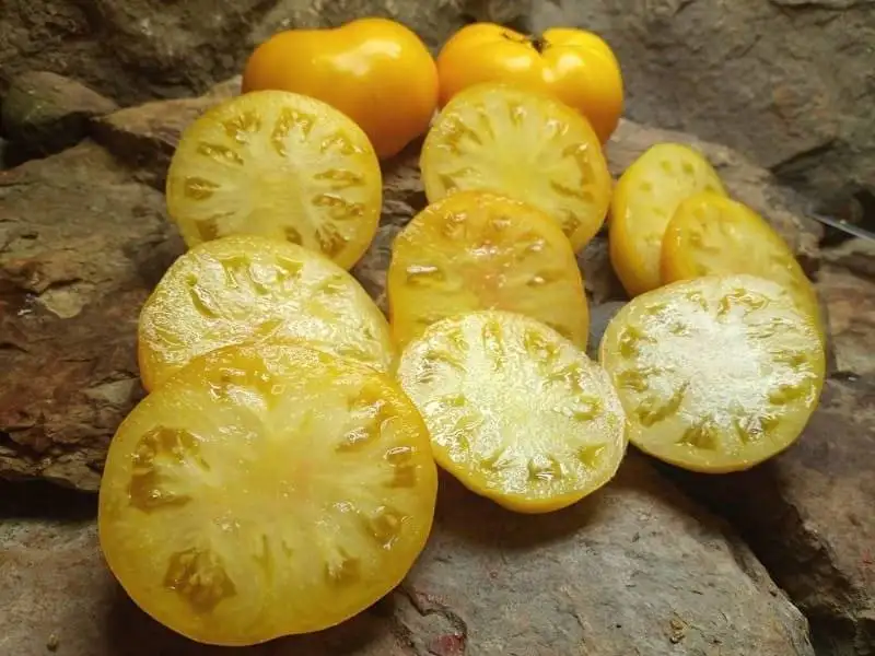 Jackass Yellow Tomato Blane Horton