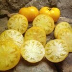 Jackass Yellow Tomatoes