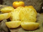 Jackass Yellow dwarf Tomato Seeds