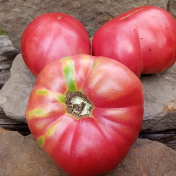 Leatherwood Special Tomato