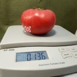 Leatherwood Special Tomato