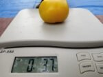 Lemon Lean Tomato - Image 8